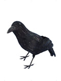 Crow, Black 1