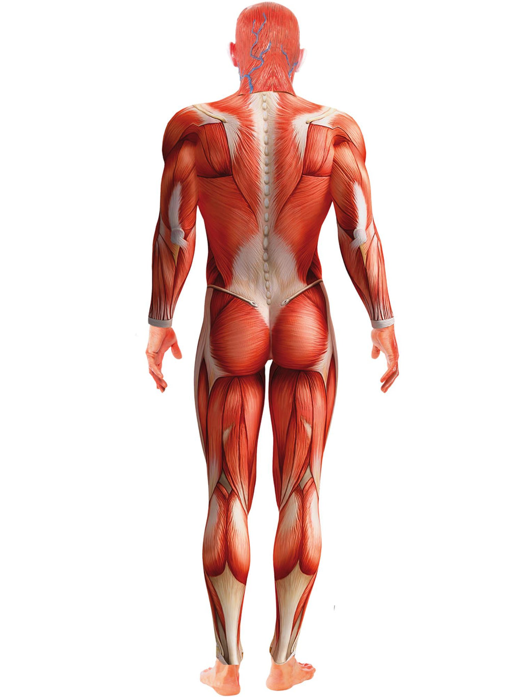 Anatomy Man Costume, Red 2