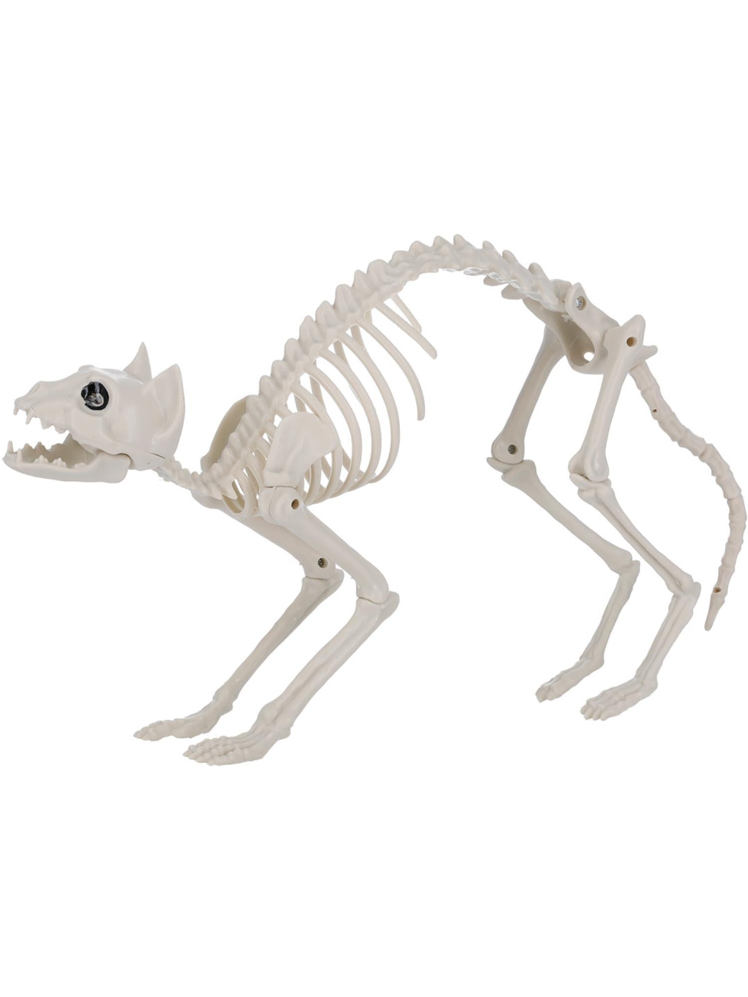 Cat Skeleton Prop, Natural 2