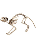 Cat Skeleton Prop, Natural 1
