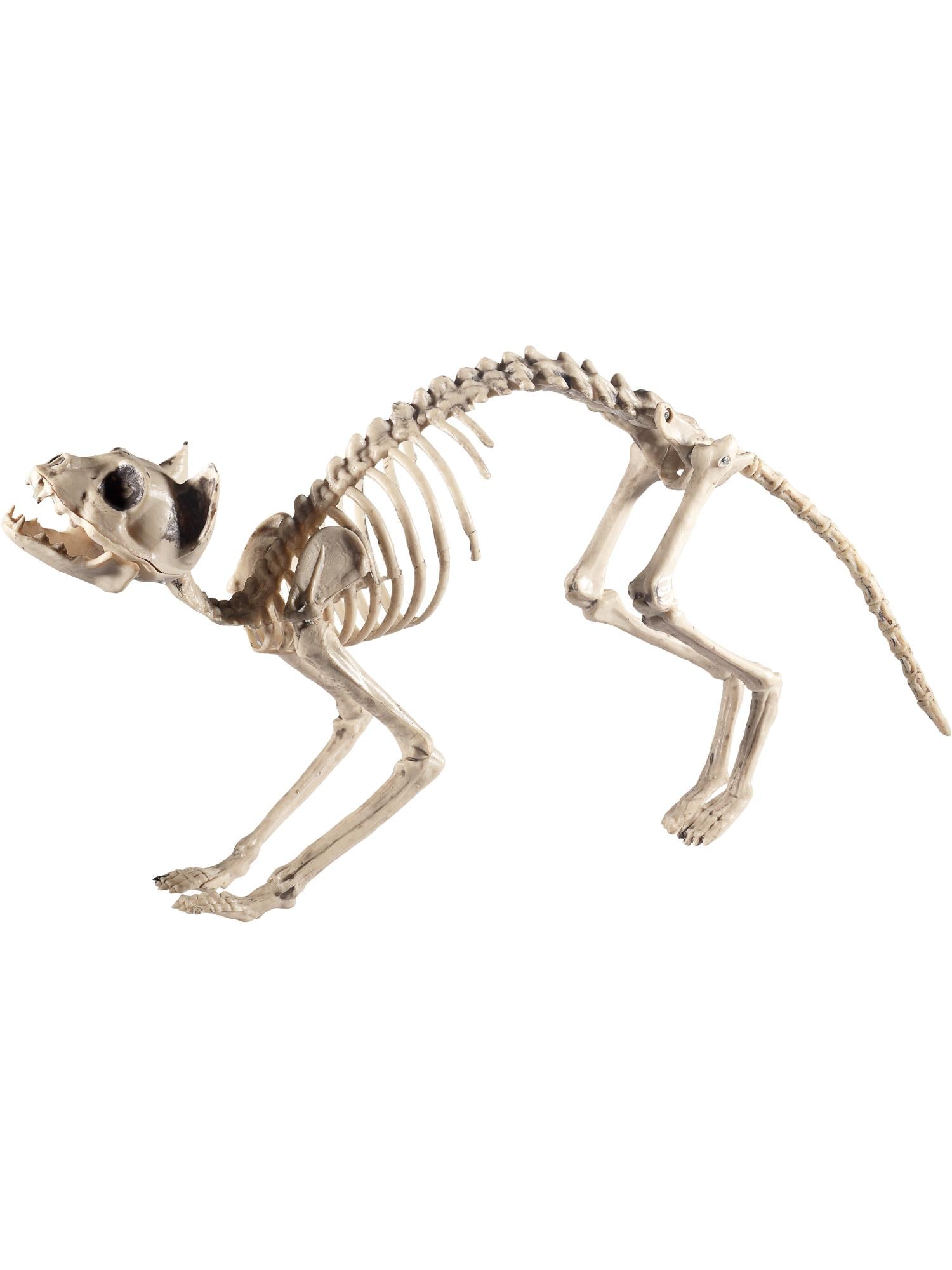 Cat Skeleton Prop, Natural 1