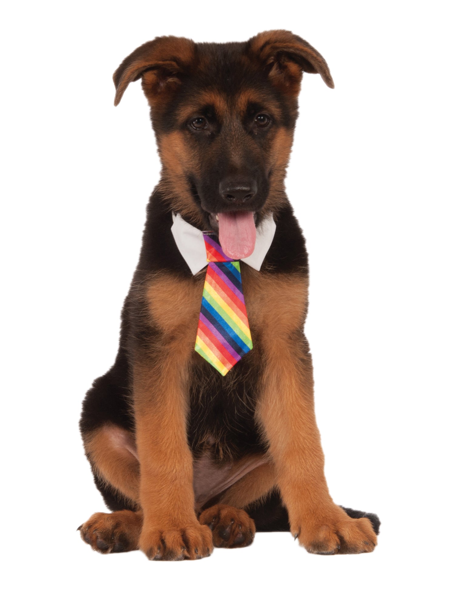 Rainbow Tie Pets 1