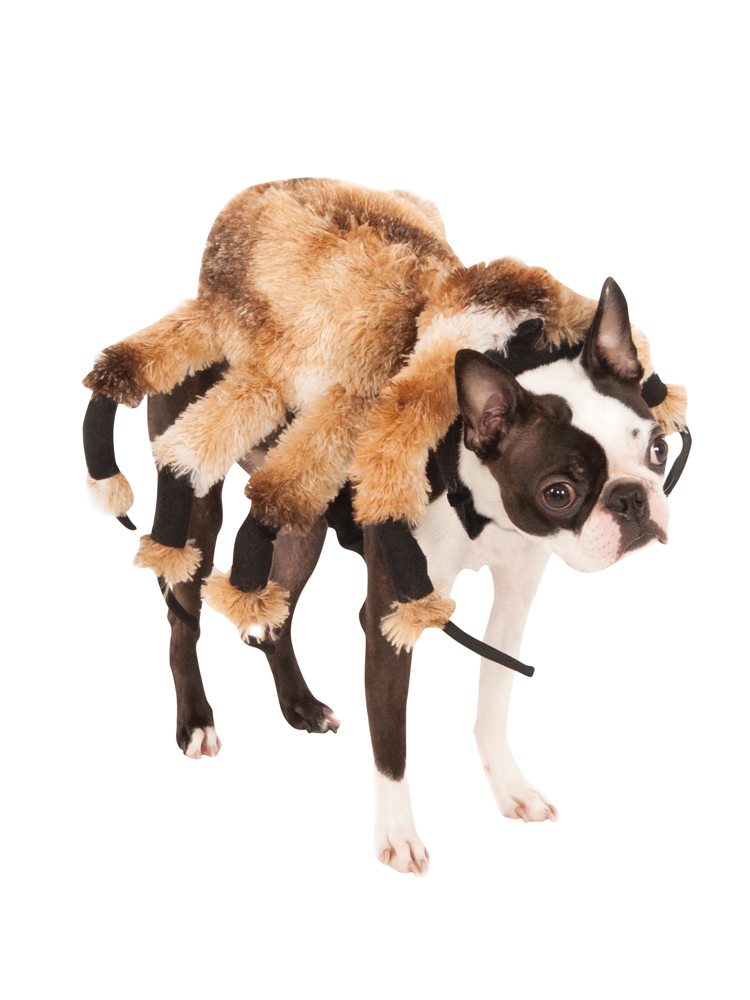 Giant Spider Pet Costume 1