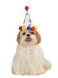 Paw Print Birthday Hat Pet Costume 1