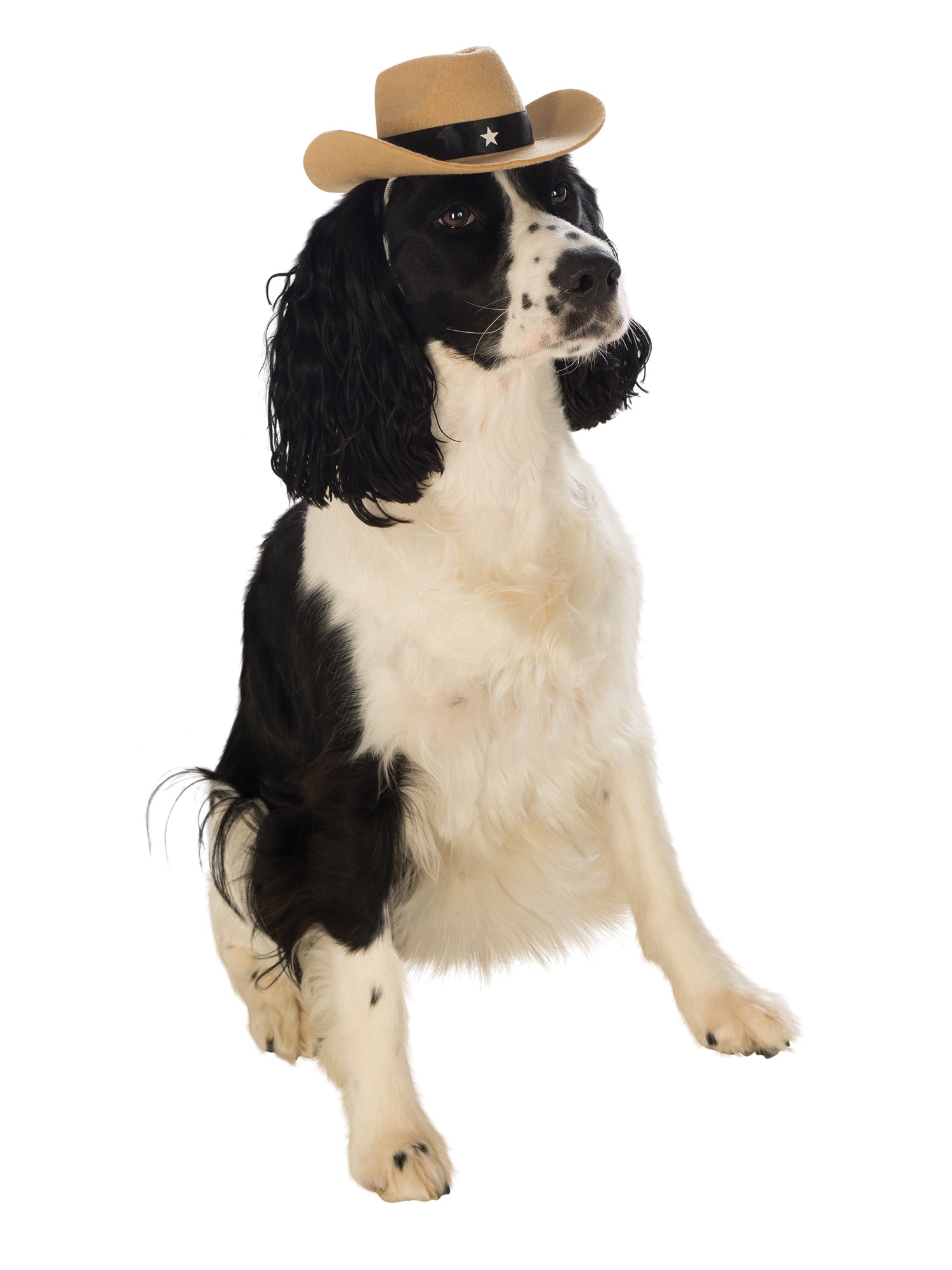 Brown Cowboy Hat Pet Costume 1
