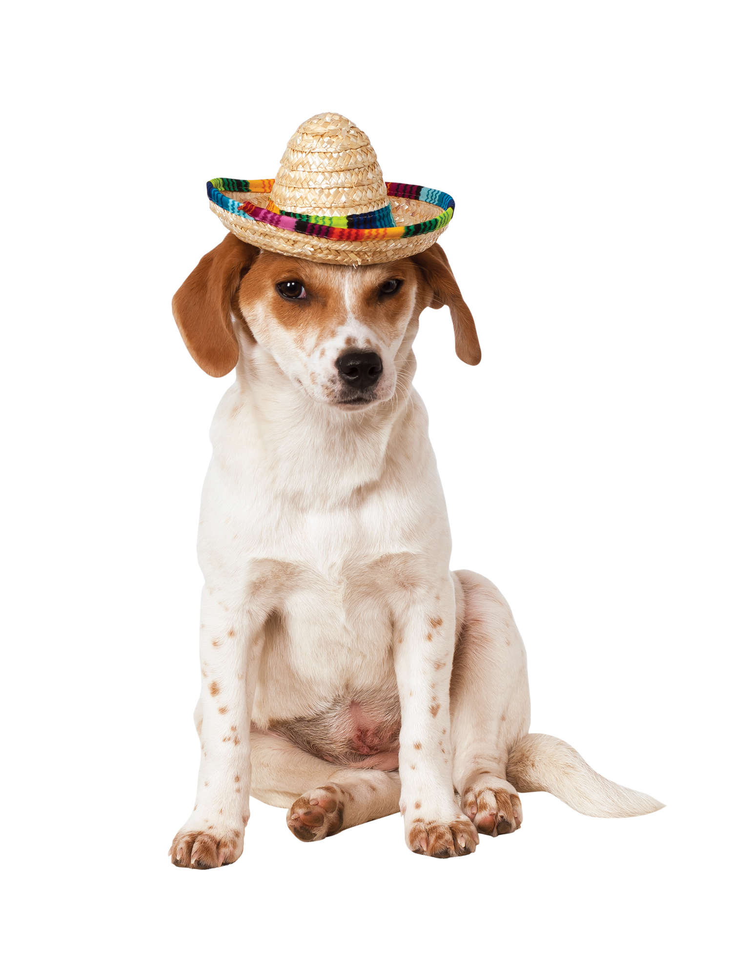 Multi Colour Sombrero Pet Costume 1