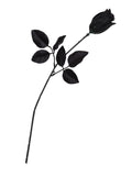Rose Black 1