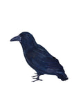 Feathered Raven 1