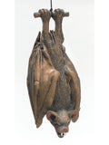 Hanging Bat - Upsidedown Prop 1