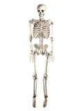 Skeleton 60In Hanging 1