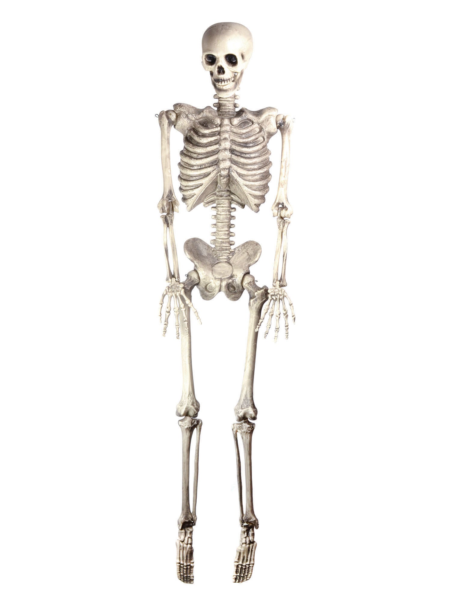 Skeleton 60In Hanging 1